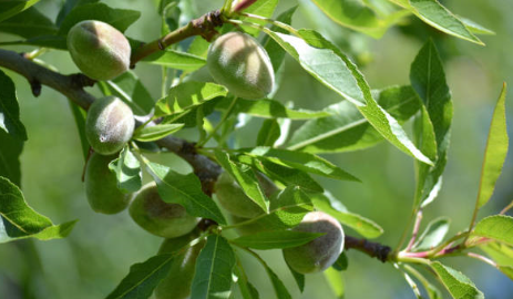 Almond Carrier Oil