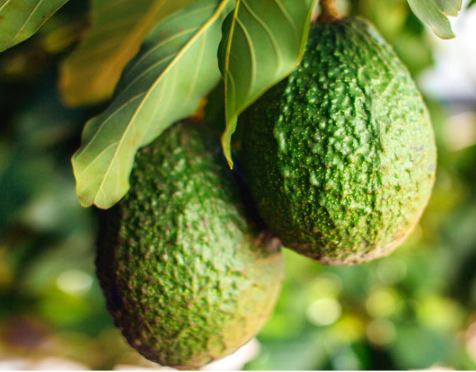 Avocado Carrier Oil