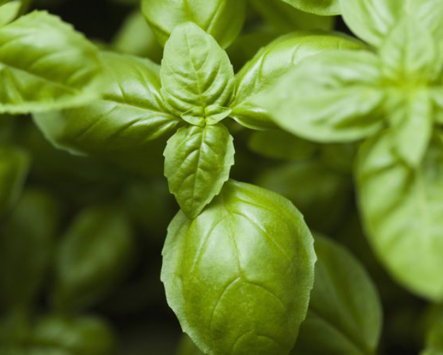 Basil Essential Oil