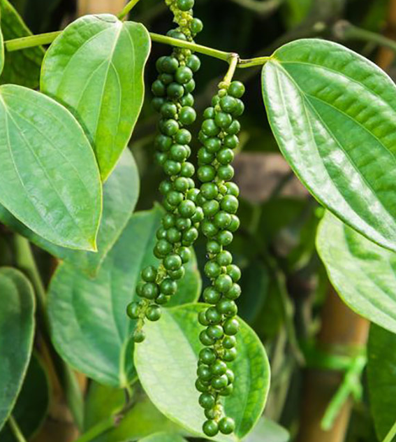 Black Pepper Essential Oil