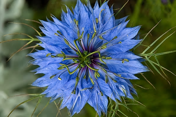 Blackseed Essential Oil
