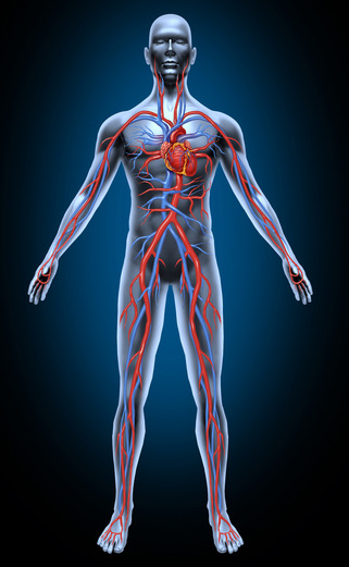 Blood Circulation