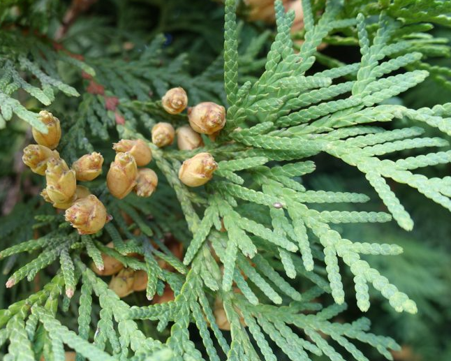 Cedarwood Essential Oil