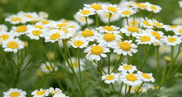 Chamomile Essential Oil