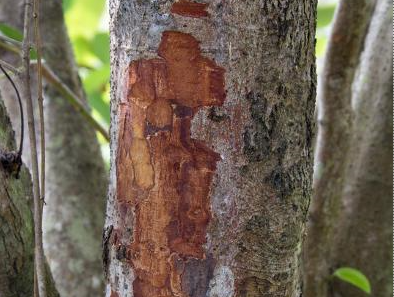 Cinnamon Essential Oil