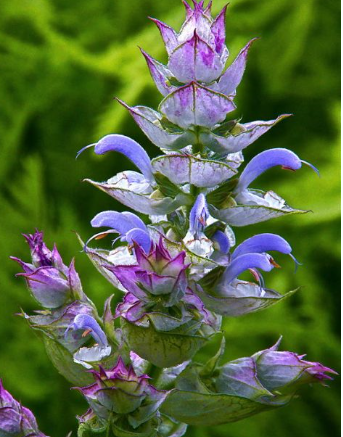 Clary Sage Essential Oil