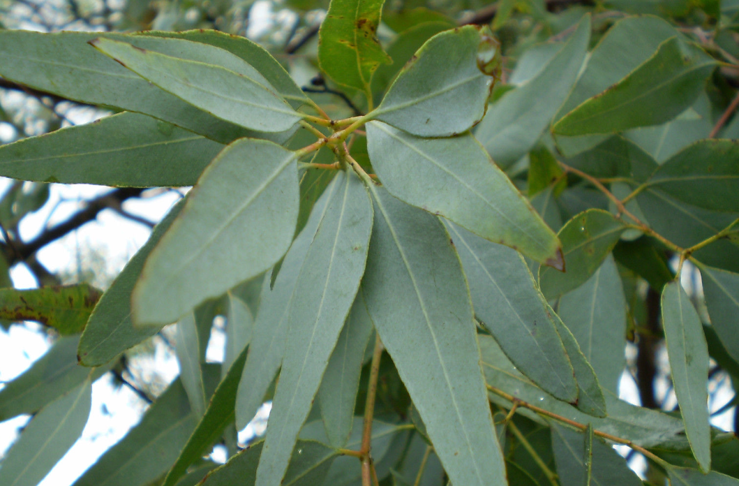 Eucalyptus Essential Oil