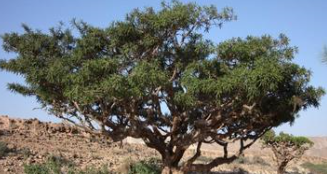 Frankincense Essential Oil