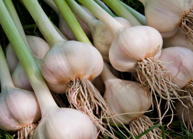 Garlic Essential Oil