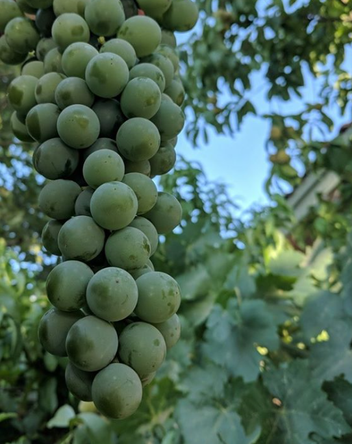 Grapeseed Carrier Oil