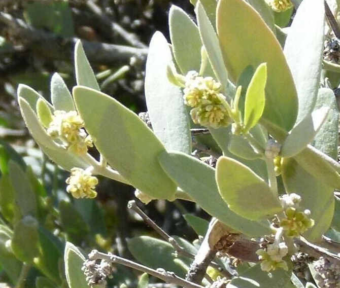 Jojoba Essential Oil