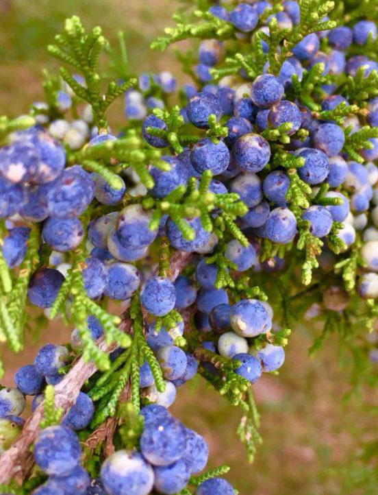 Juniper Essential Oil