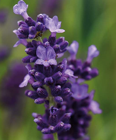 Lavender Essential Oil