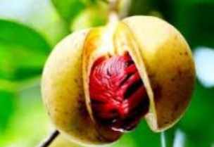 Nutmeg Essential Oil