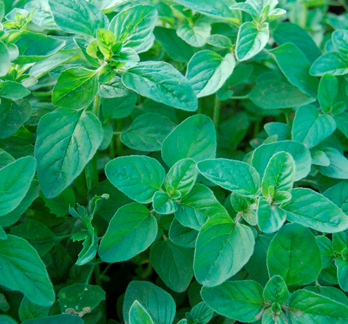 Oregano Essential Oil