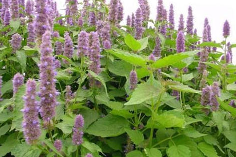 Patchouli Essential Oil