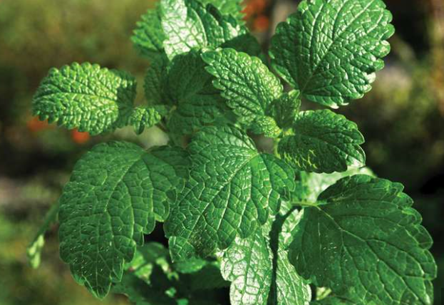 Peppermint Essential Oil