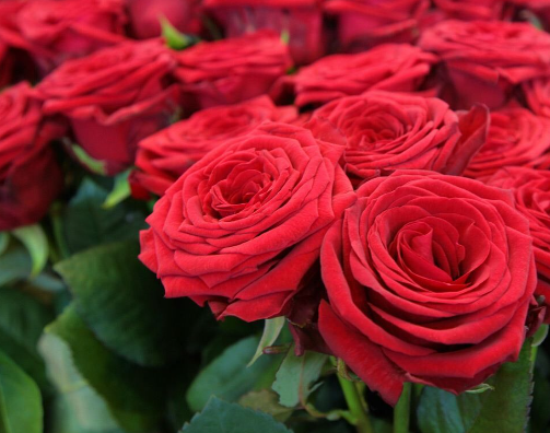 Rose Essential Oil