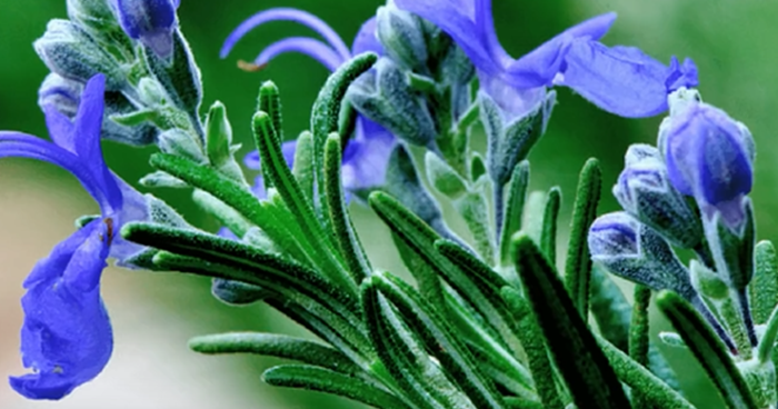 Rosemary Essential Oil