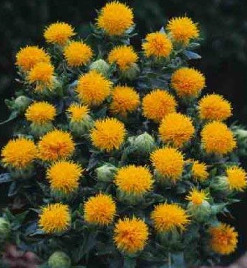 SafflowerCarrier Oil 