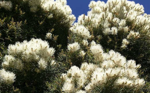 Tea Tree Essential Oil