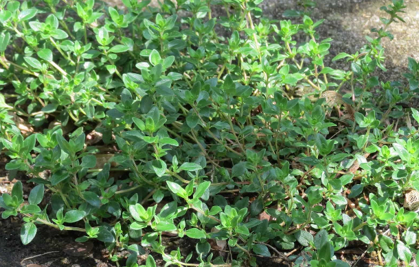 Thyme Essential Oil