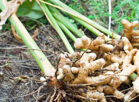 Turmeric Essential Oil