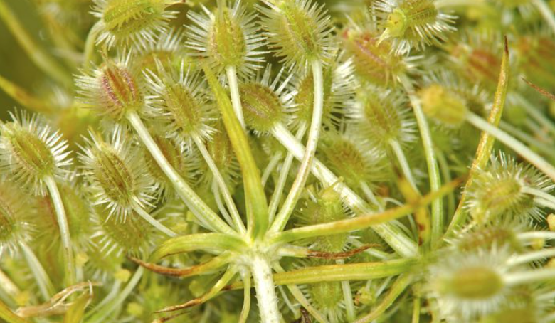 Wild Carrot Essential Oil