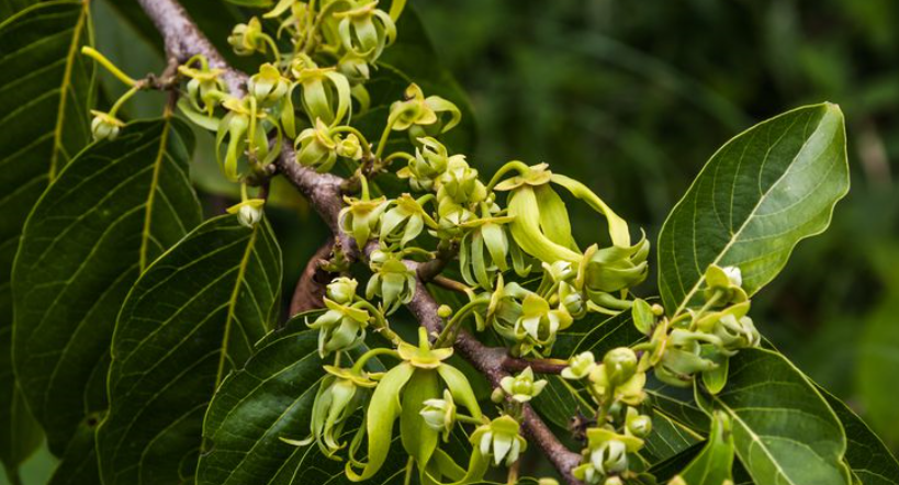 Ylang Ylang Essential Oil